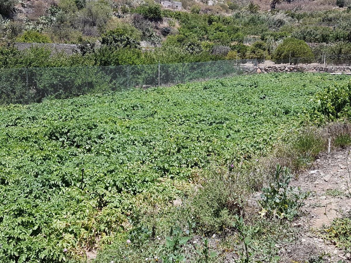 Casa Rural La Hoyita De Tunte San Bartolomé エクステリア 写真